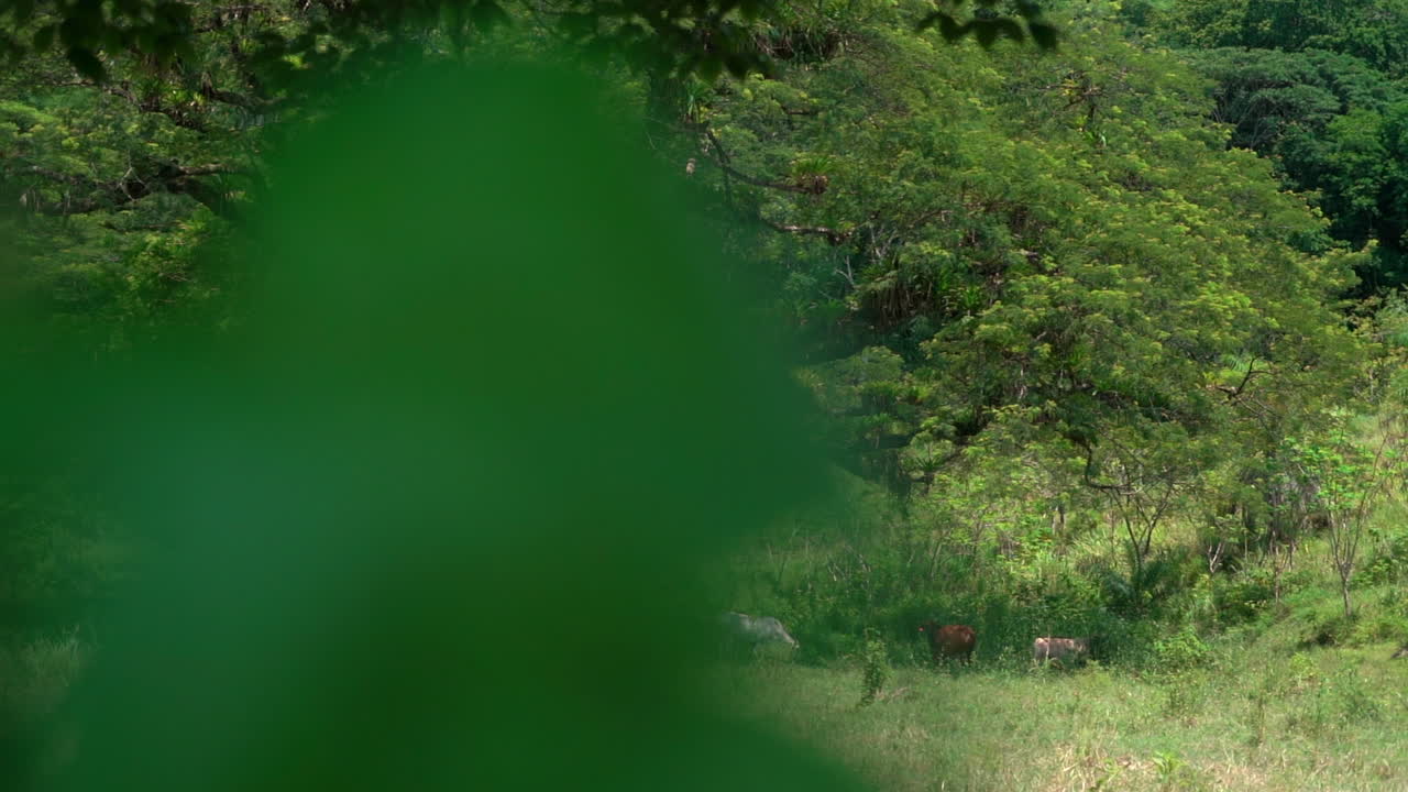 Cows grazing in a lush landscape under the shade of a huge tree - sliding view