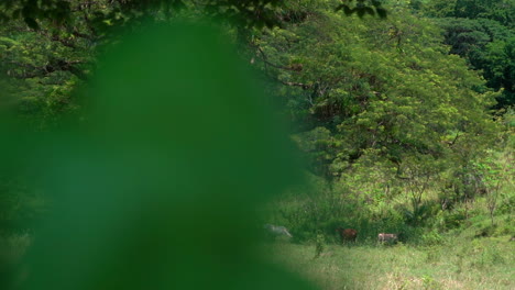 cows grazing in a lush landscape under the shade of a huge tree - sliding view