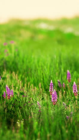 flores de lupino púrpura en un prado verde