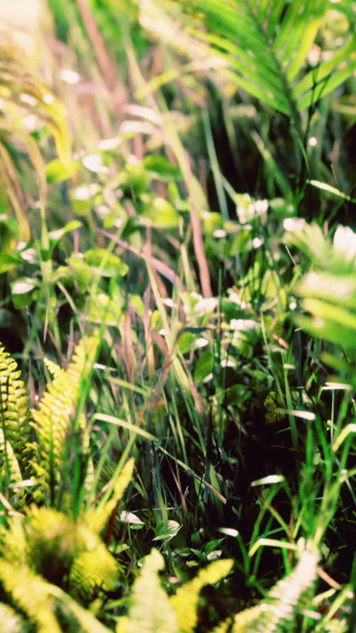 primer plano de helechos verdes exuberantes y otras plantas en un bosque tropical