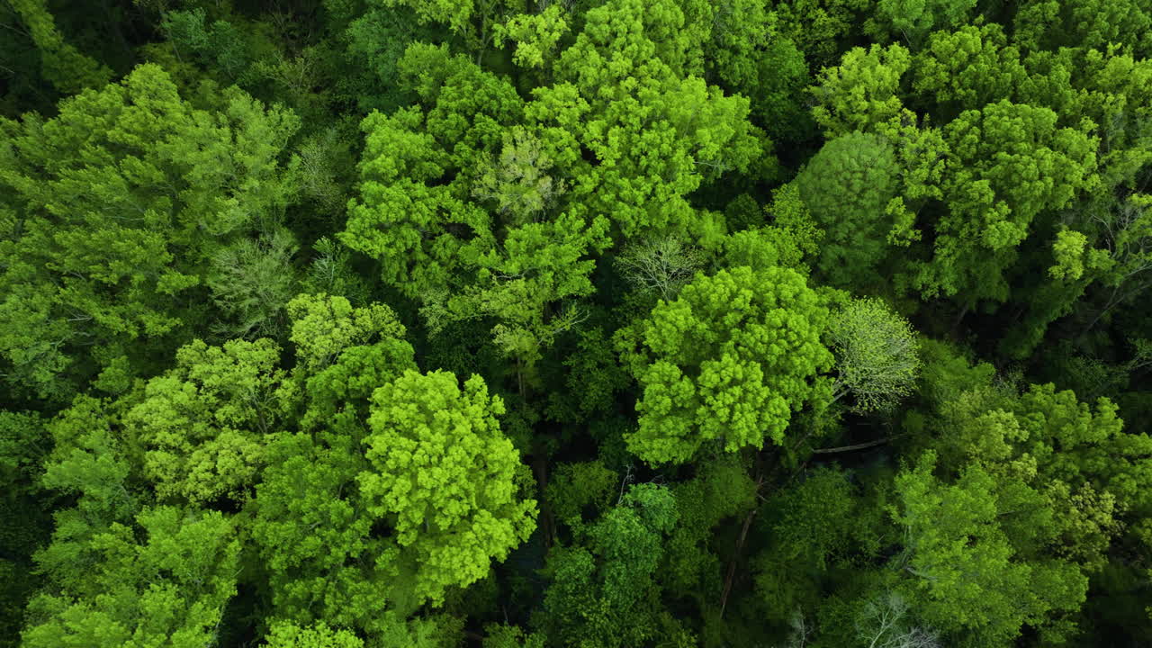 Lush green canopy in big cypress tree state park, tennessee, highlighting dense forest texture, aerial view