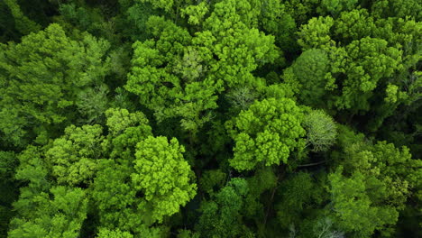 lush green canopy in big cypress tree state park, tennessee, highlighting dense forest texture, aerial view