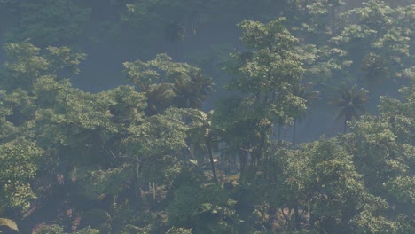 fog covered jungle rainforest landscape