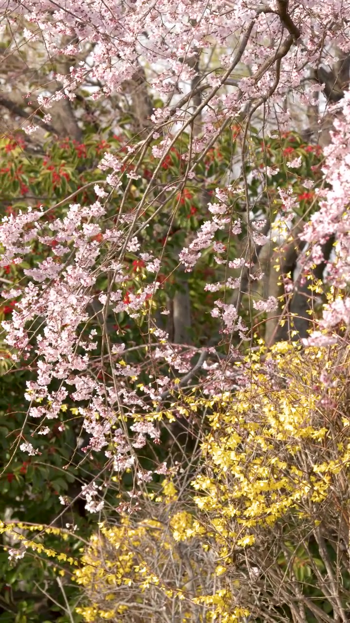 Springtime Blossoms with Pink Cherry Flowers and Yellow Forsythia