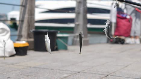 close-up of four fish hanging from a fishing line