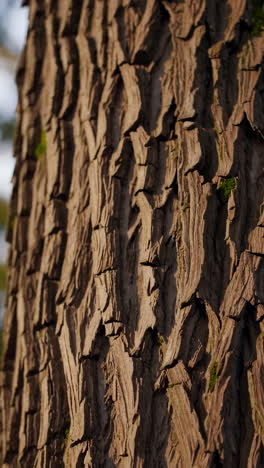 Close-up of Tree Bark Texture
