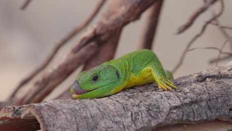 Ein-Grüner-Gecko-In-Griechenland