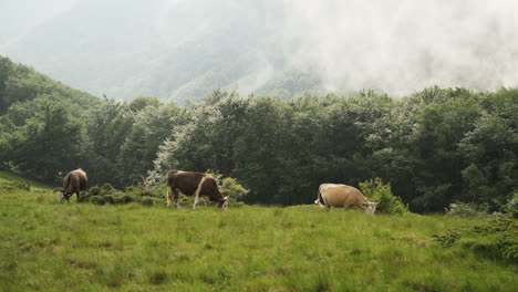 Ganado-Pastando-En-Pastos-De-Montaña-Con-Colinas-De-Montaña-En-El-Fondo