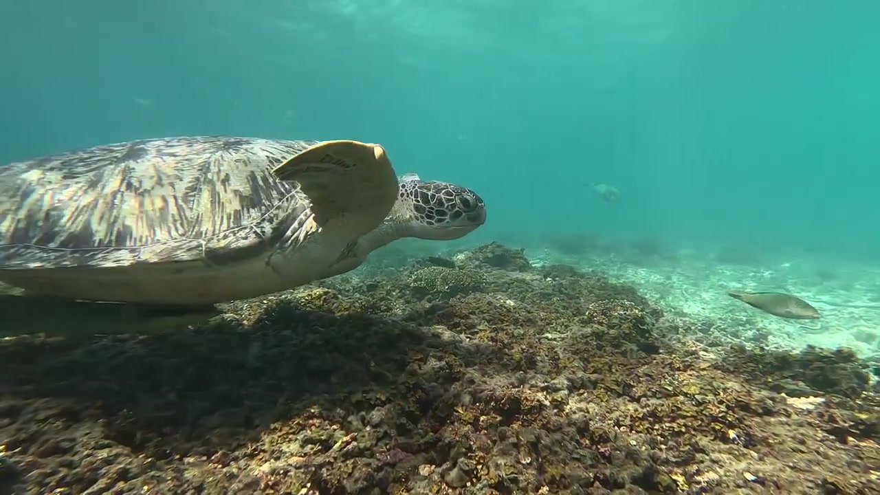 Green turtle swims along the bottom over broken hard coral. Has a few remora stuck under its belly