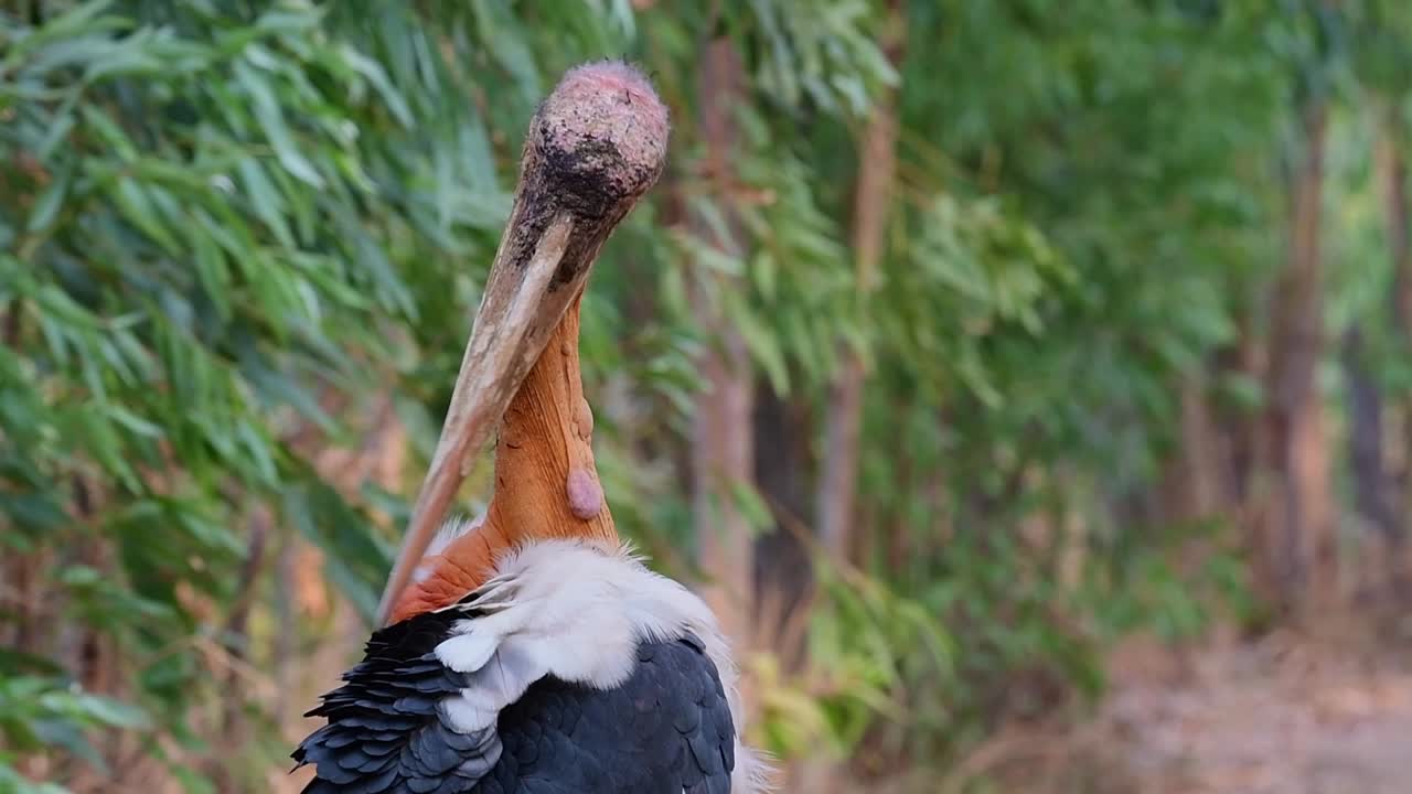 Jaburu-asiático, Leptoptilos dubius, Buriram, Tailândia