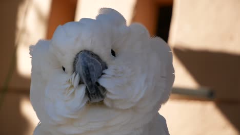 umbrella cockatoo beautiful parrot. fluffed up