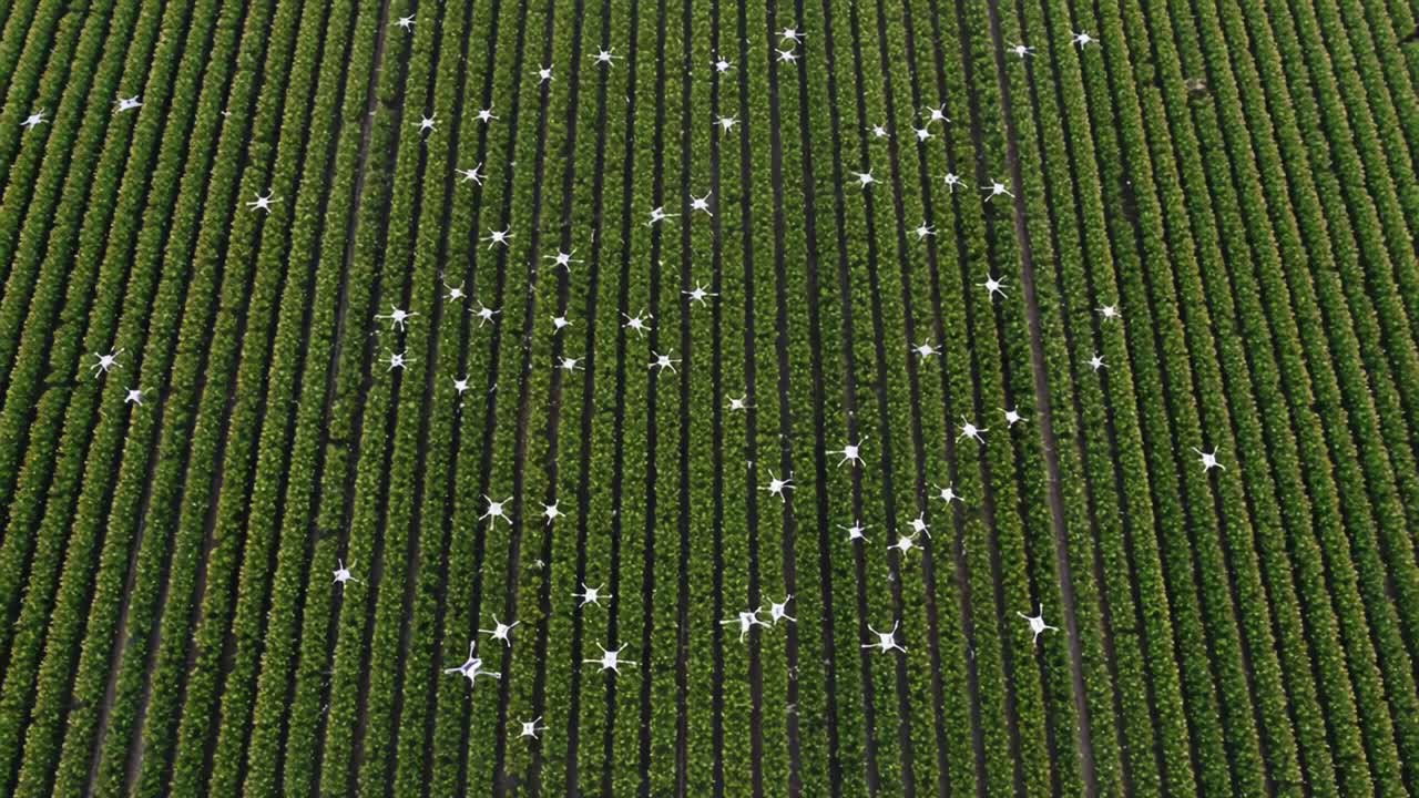 Aerial View of Drones Managing Vineyard Crops: Innovative Technology in Agriculture for Enhanced Efficiency and Precision in Crop Management
