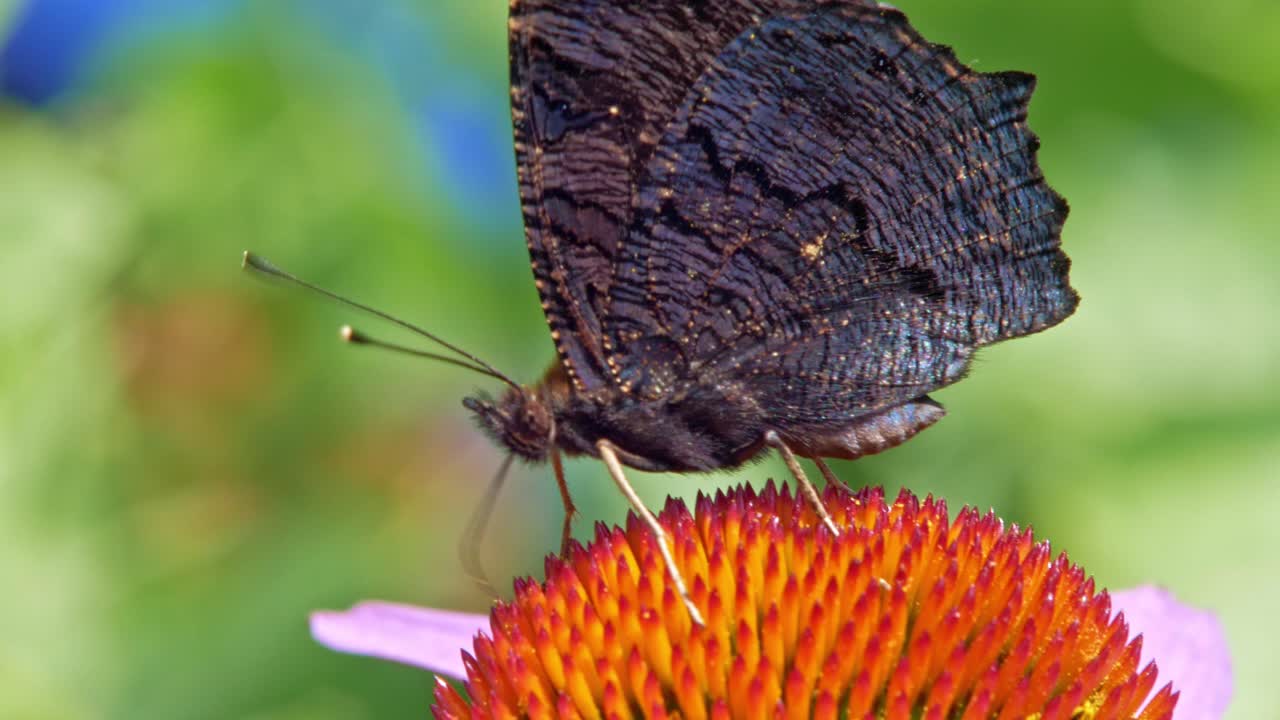 un primer plano extremo de una pequeña mariposa naranja de concha que recoge el néctar de la equinácea púrpura sobre fondo verde