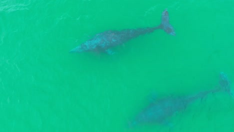 aerial footage of whales swimming peacefully in the ocean