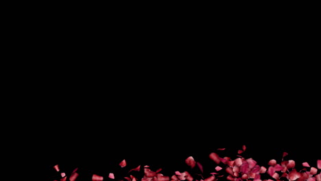 rose petals falling