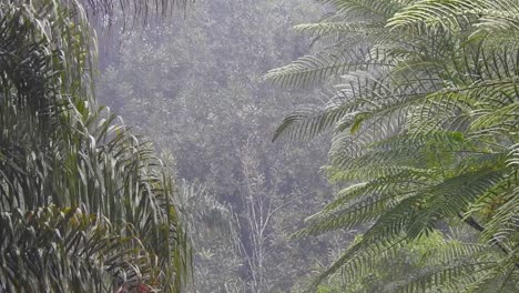rainfall over cloud forest with two palms in the foreground