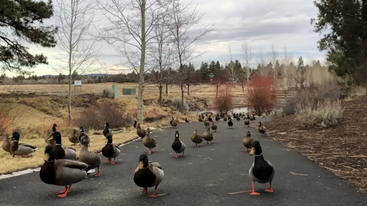 오르막 길을 걷는 오리