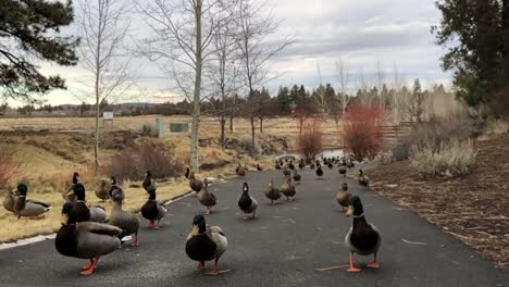 patos caminando cuesta arriba en el sendero