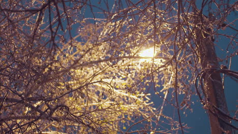 winter tree branches covered in ice and snow illuminated by golden glow of a streetlight against deep blue evening sky, intricate patterns of frosted branches with light poles and power lines