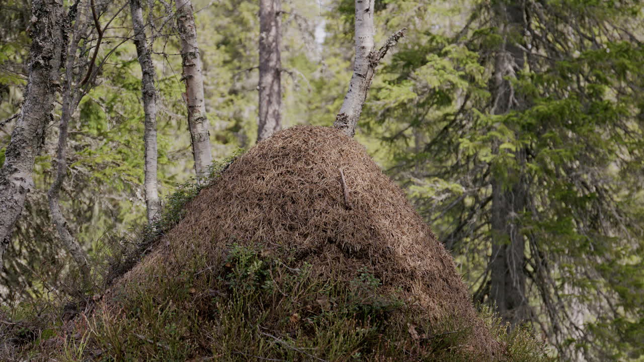 Massive ant colony mound with organic pine structure in lush forest with tall trees