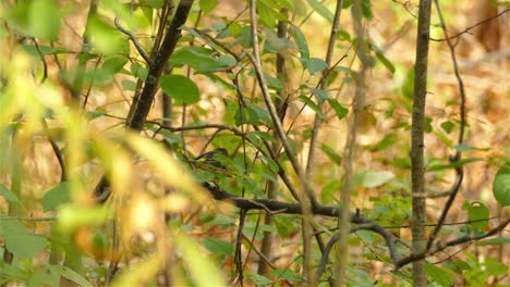 Todavía-Tiro-Pequeño-Pájaro-Juguetón-En-Las-Ramas-A-Través-De-Un-Follaje-Denso-Y-Vibrante