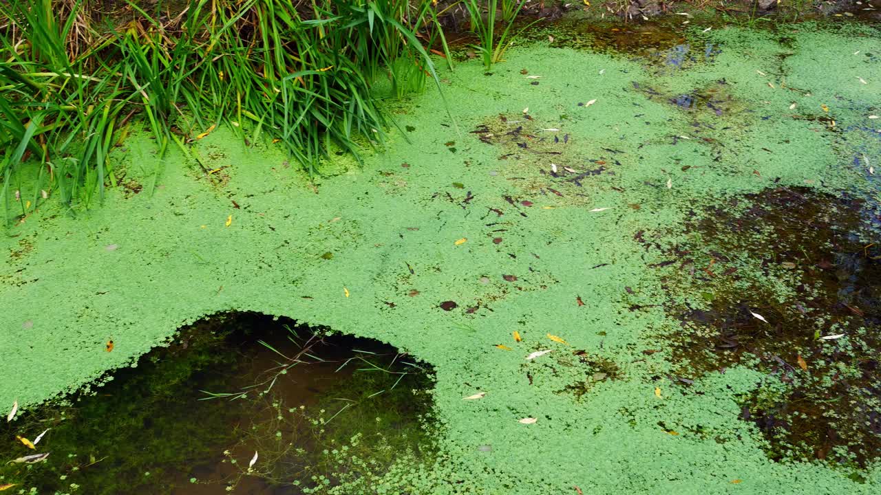 toma panorámica de un pequeño estanque cubierto de vegetación verde
