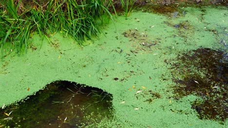 Panning-shot-of-a-small-pond-covered-with-green-vegetation