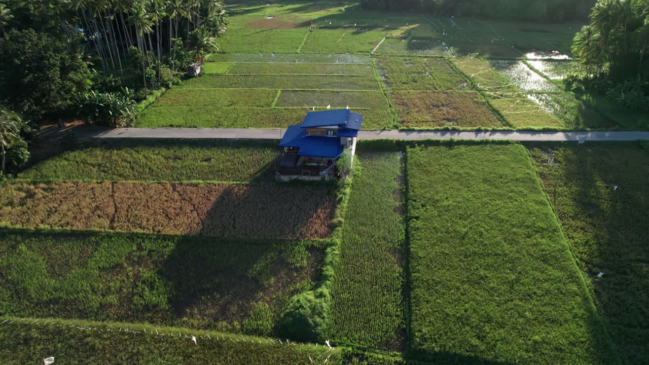 Aerial View of Rice Fields with a House and Road