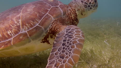 tortuga 26