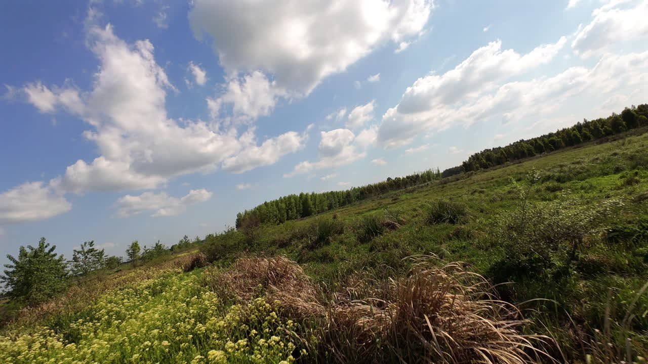 Yellow wildflowers carpeting grassy meadow near forested region of Misiones, Argentina, under expansive cloudscape and vibrant blue sky with serene natural composition, drone pov perspective