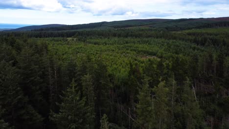 Sobrevuelo-Aéreo-Hacia-Atrás-Sobre-Un-Bosque-Parcialmente-Deforestado-En-Irlanda