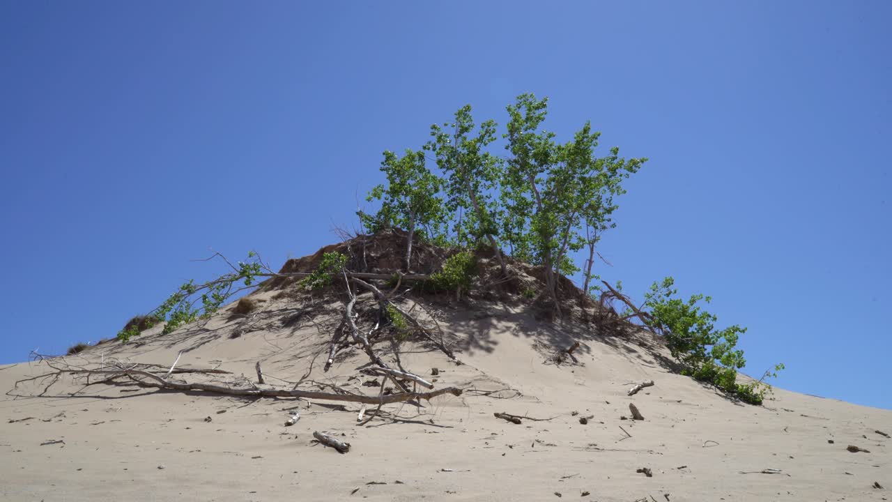 Bomen bovenop een duin, waaiend in de wind