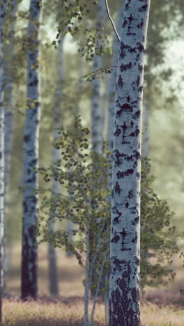 sunlight through birch trees in a forest