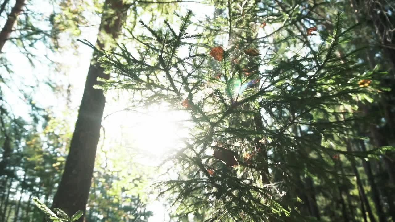 солнечный свет проходит через лесной навес