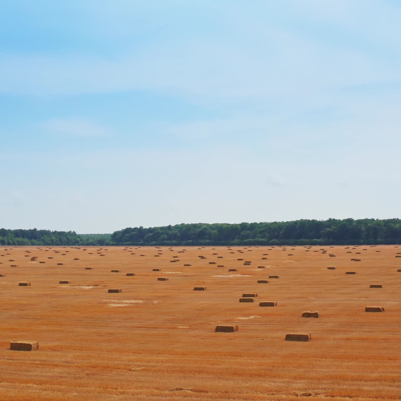 Contrasting mowed wheat field covered with rectangular hay bales. Green trees and blue sky backdrop