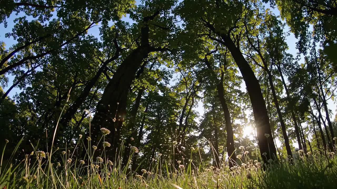 Low-angle video capturing sunlight filtering through tall trees, creating a serene, natural