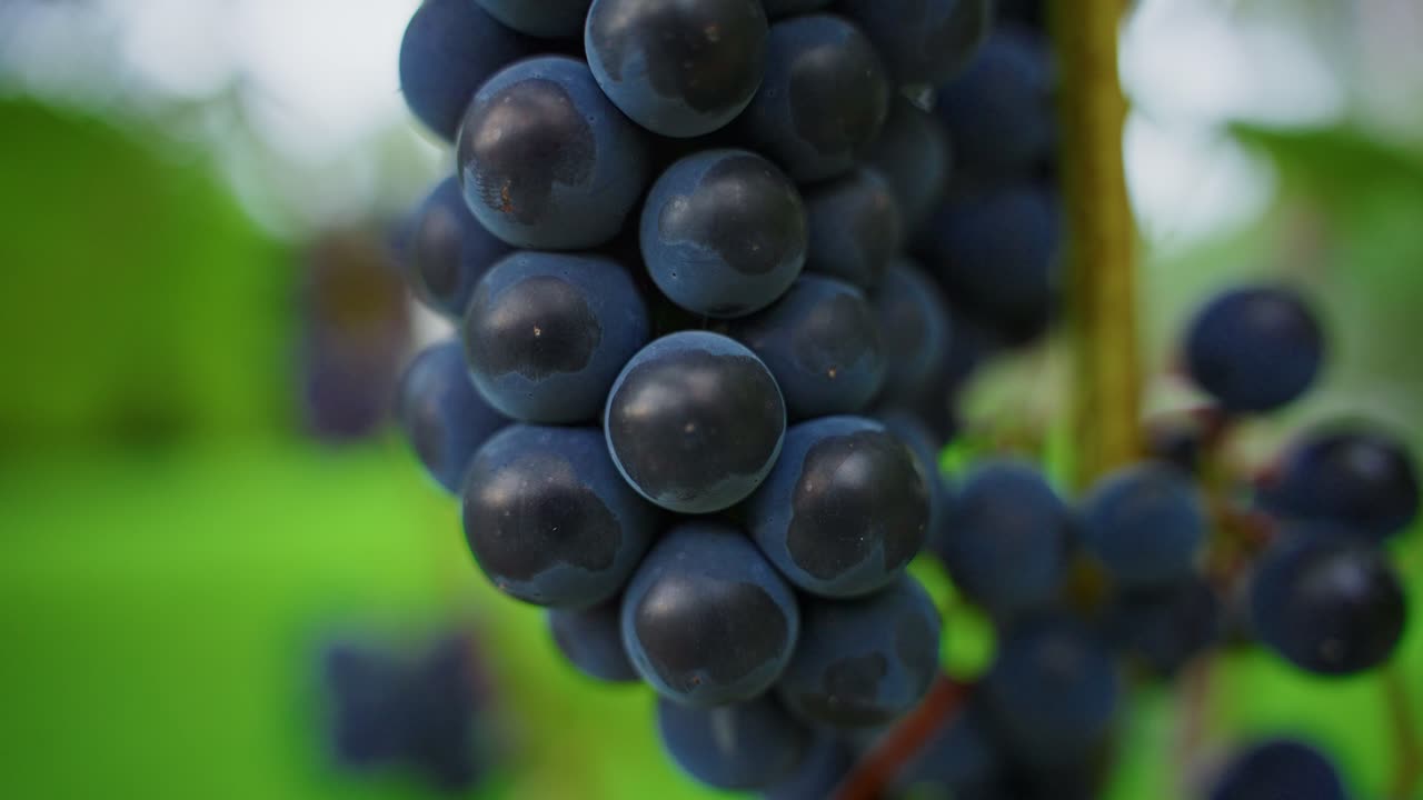 Primo piano di grappoli d'uva scura matura appesi in un vigneto