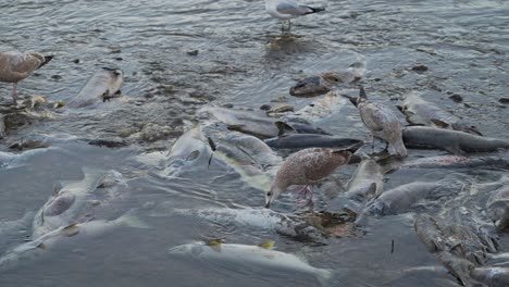 seagulls gather at a stream picking on dead salmon during a salmon run in a natural environment