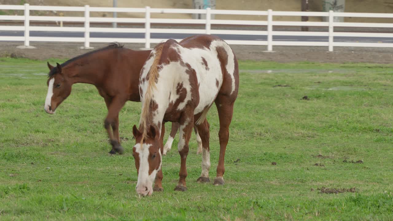 The natural calm of Modesto’s ranchlands shines as horses graze within a fenced pasture, moving slowly through patches of tall grass with the Sierra foothills faintly visible in the distance