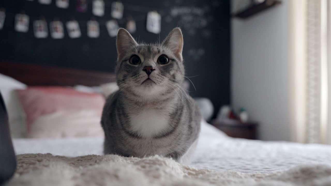 Cute grey tabby kitten sitting in front of camera before cleaning herself by licking her paws, face and back