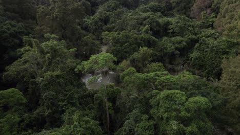 un río en medio de la jungla lleno de árboles verdes en chiapas, méxico, aparece en un tiro de dron delantero