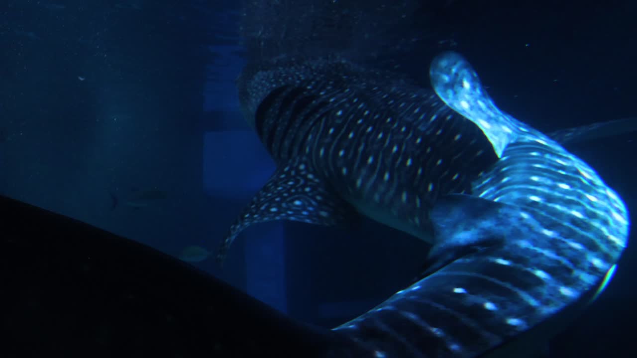 el gentil gigante del mar nada con gracia