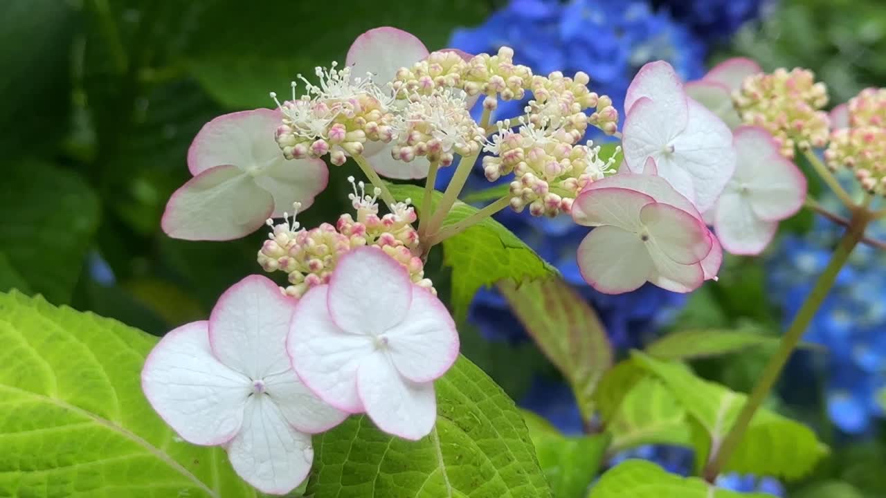 핑크색 가장자리  꽃이 꽃을 피우고 푸른 잎과 파란 꽃이 배경에 있습니다.