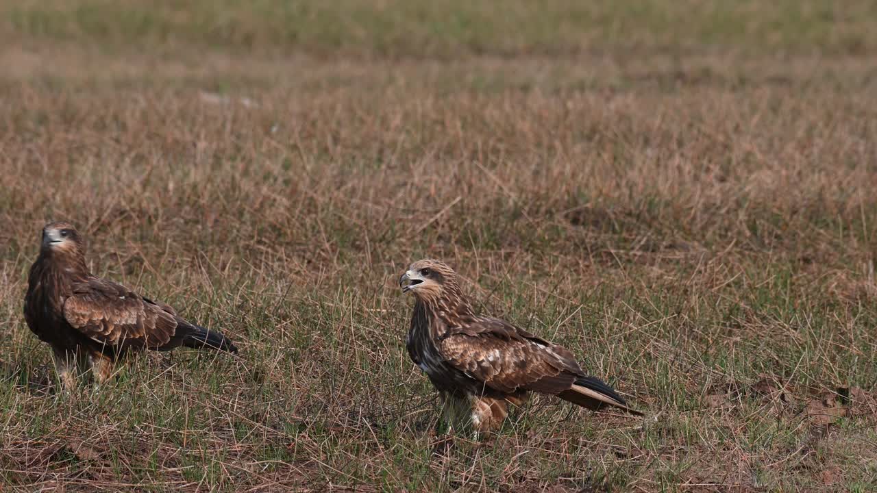 dos milanos de orejas negras parados en medio del campo, milvus lineatus