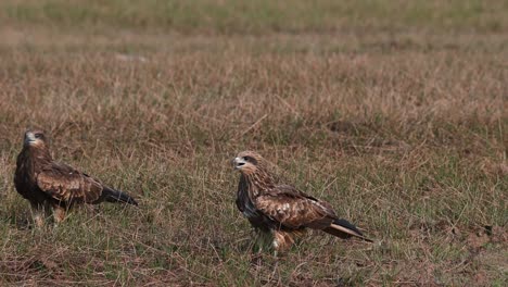 Two-Black-eared-kites-standing-in-the-middle-of-the-field,-milvus-lineatus