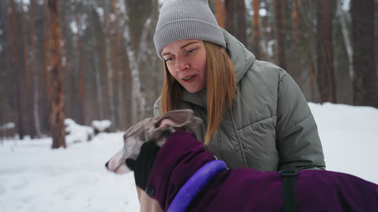 woman in grey puffer jacket wearing knit beanie crouching in snowy pine forest touching slender brindle greyhound muzzle in purple coat with gloved hand during winter morning walk preparation