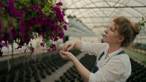 Confident-and-focused-girl-Farmer-with-red-hair-collects-dried-leaves-from-purple-flowers-in-greenhouse-on-farm