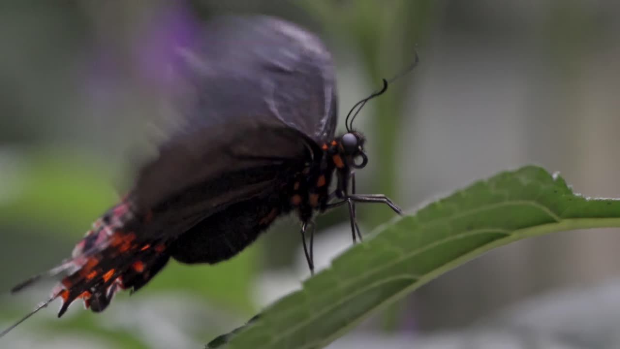 A vibrant butterfly with dark wings and striking red-orange spots perches gracefully on a broad green leaf. The image's shallow depth of field blurs the lush foliage in the background