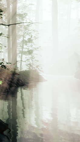 un río de bosque brumoso