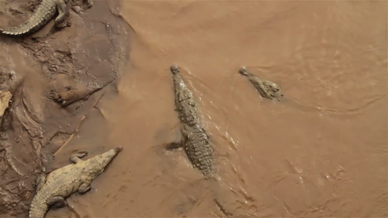 cocodrilos se revuelcan en el lodo en costa rica
